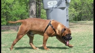 Bullmastiff Bullmastiff dog growth progress pictures [upl. by Akitnahs]