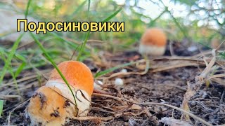 Молодые подосиновики СЕГОДНЯ [upl. by Lehte]