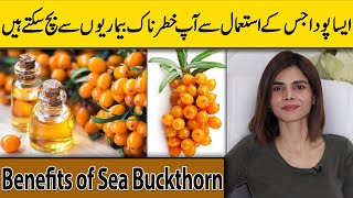 Unbelievable Health Benefits of Sea Buckthorn  Ayesha Nasir [upl. by Anos749]