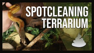 HOW TO SPOTCLEAN YOUR TERRARIUM [upl. by Naitsirt]