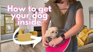 How to get dog inside of Pet Sling Carrier [upl. by Renrew]