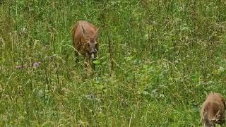 BELLISSIMA MAMMA CAPRIOLA con il suo BAMBI di circa due mesi e mezzo di vita MONTE BIAENA TRENTINO [upl. by Simonsen635]