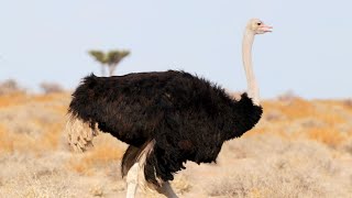 Birds of Namibia Part 1  Southern Africa [upl. by Banwell]