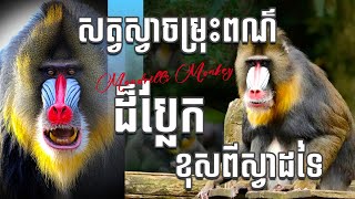 🐵 The Majestic Mandrill Natures Most Colorful Primate 🐵 សត្វស្វាចម្រុះពណ៌ដ៏ចម្លែកខុសពីសត្វស្វាដទៃ [upl. by Fugazy]