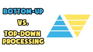 Bottomup vs Topdown processing  Explained in 2 min [upl. by Edalb]