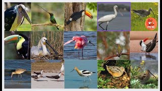 Birds with Longest Beaks Name for toddlers preschoolers children and kids kids toddlersanimals [upl. by Lyndes254]