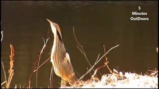 American Bittern Mating Call in Maine [upl. by Bilicki]