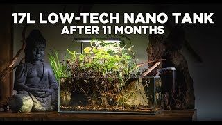 17L LowTech Nano Tank  The BEST NATURE AQUARIUM Ive ever made [upl. by Fianna613]