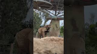 Amazing animals Elephants are so smart San Diego Zoo animals elephant subscribe [upl. by Edijabab]