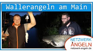 Erfolgreiches Wallerangeln am Fluss Main mit Tauwurm und Calamari [upl. by Gnouhc]