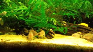 Corydoras Caudimaculatus breeding and laying Eggs [upl. by Adlee]