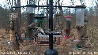 Pine siskins make an appearance on PA Bird Feeder 1 2122024 [upl. by Veleda844]