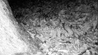 Japanese Wood Mouse Carries away Seeds of Japanese Horsechestnuts One by One to Hide Underground [upl. by Marcia]