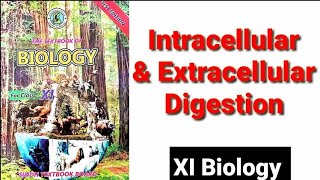 Intracellular amp Extracellular Digestion XI Biology [upl. by Aem554]