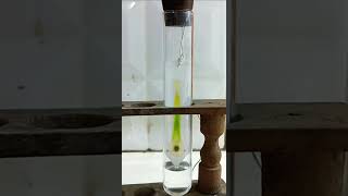 Separation of Plant pigments by Paper Chromatography [upl. by Annat493]