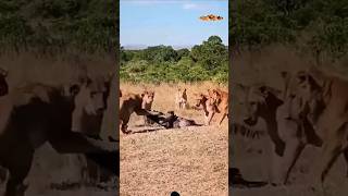 lions vs vulture 🔥wildlif shortvideo shortsfeed viral shorts youtubeshorts [upl. by Bernardina553]