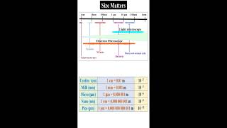 Size Matter under Light and Electron Microscope geneticteacher [upl. by Feodor232]