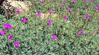 Cistanthe Calandrinia grandiflora  Rock Purslane [upl. by Elleniad]