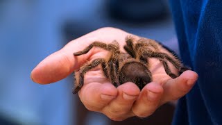 Spiders The Eight Legged WondersTop 5 Spiders species Fascinating Facts About Spiders [upl. by Nreval946]