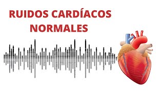 AUSCULTACIÓN CARDÍACA ruidos normales del corazón r1r2  s1s2 [upl. by Lou]