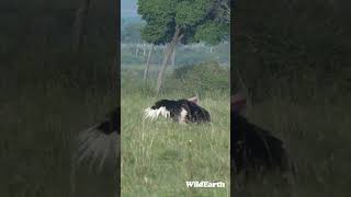 Watch how Ostriches Mate [upl. by Frannie]