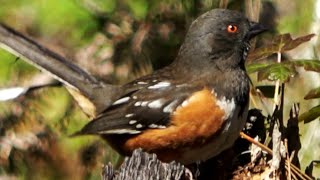 Spotted towhee Sound [upl. by Carilyn100]