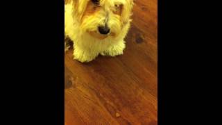 Havanese Puppy Training [upl. by Odlareg]