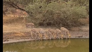 Mountain Reedbuck at KWA Maritane so rarely do we see these lovely antelope [upl. by Lacim171]