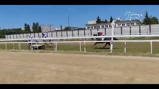 WATHBA STALLIONS CUP  PLOIESTI RACECOURSE  07072024 [upl. by Tnilk]