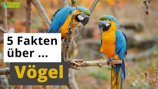 5 Fakten über Vögel Strauß Pinguin Kolibri amp Co  TierDoku für Kinder [upl. by Humpage]