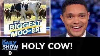 Australia’s Glorious Giant Cow  The Daily Show [upl. by Talbott282]