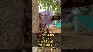 🍒 காய்க்காத 🌳 மரம் காய்த்தது Result இதோ MudPot Channel [upl. by Zilber]