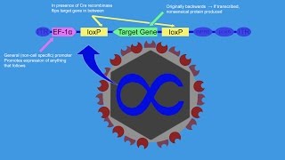 CreLox Optogenetics and the Brain Reward System [upl. by Thordis]