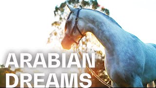 Fascinating Arabian horses at the Mulawa Stables  RIDE [upl. by Nosimaj]