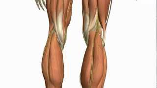 Muscles of the Leg  Part 2  Anterior and Lateral Compartments  Anatomy Tutorial [upl. by Lali]