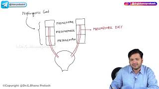 24 Urogenital Embryology Part 1 [upl. by Omura]