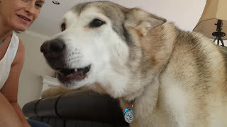 Malamute Woo Woo Howling and Singing [upl. by Leahpar507]