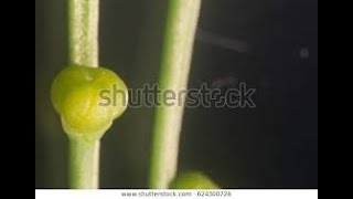 Psilotum gametophyte and life cycle [upl. by Anirbys]