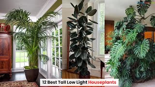 12 Best Tall Low Light Houseplants [upl. by Calla219]