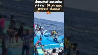 Fisherman  Cuddalore  Fish  Viral Video  Sun News [upl. by Sigfrid395]