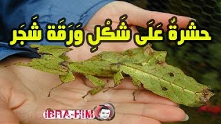 حشرة على شكل ورقة شجر I من اغرب ما ستشاهده في حياتك [upl. by Uria]