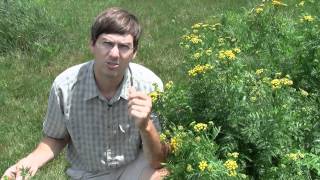 Common Tansy identification of the Wisconsin Invasive Species Tanacetum vulgare [upl. by Urquhart]