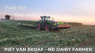 Mowing Sorghum Sudangrass with Fendt 942 amp Claas 1100 50 [upl. by Eninej]