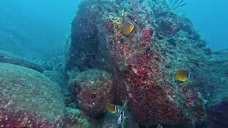 【映像記録】チョウチョウウオと泳ぐ Oriental butterflyfish [upl. by Bidle]