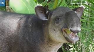 Rare Bairds Tapir Sighting  Costa Rica amp Panama  Lindblad ExpeditionsNational Geographic [upl. by Hiltner]