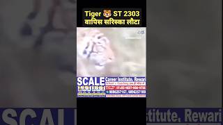 Tiger Update वापिस सरिस्का पहुंचा टाइगर 2303 tigernews [upl. by Eihpos]