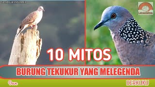 10 MITOS TEKUKUR  BURUNG YANG MELEGENDA [upl. by Dorin918]