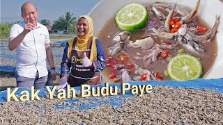 Buat BUDU Tempayan Guna Ikan BILIS Segar  Resepi Tok Kelantan [upl. by Ullyot]