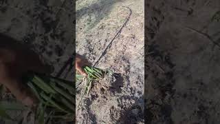 Correção no plantio de Capiaçuvidanaroça fazenda rotina capiaçu herbicida açude capineira [upl. by Nahs609]