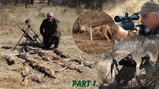 Blackbacked Jackals  Hunting in Namibia Part 1 [upl. by Lawler383]